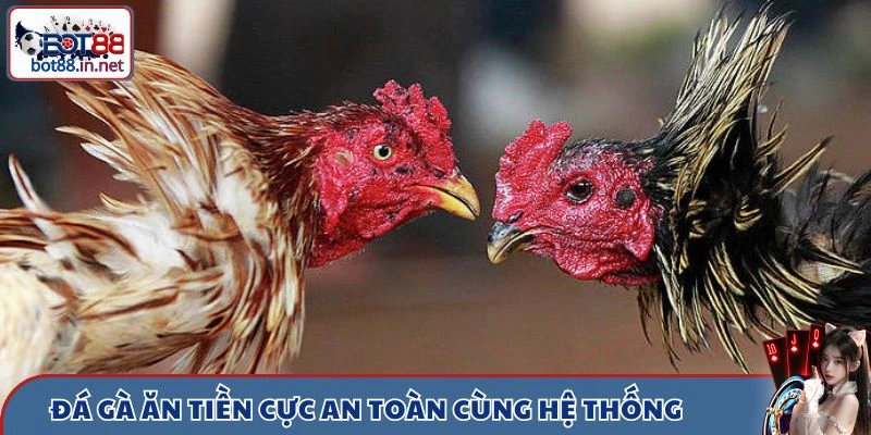 Đá gà ăn tiền cực an toàn cùng hệ thống